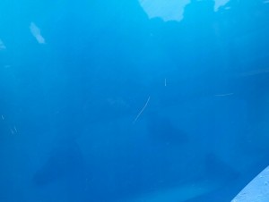 SUZUKI ALTO NISSAN PIXO 09- DRZWI TYLNE LEWE ZKY 5/12 MINIATURA